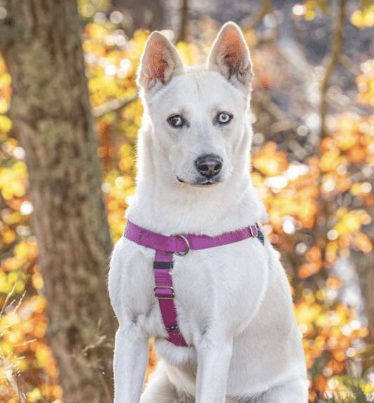 A seated white shepherd mix in the woods, for adoption at ARF Hamptons